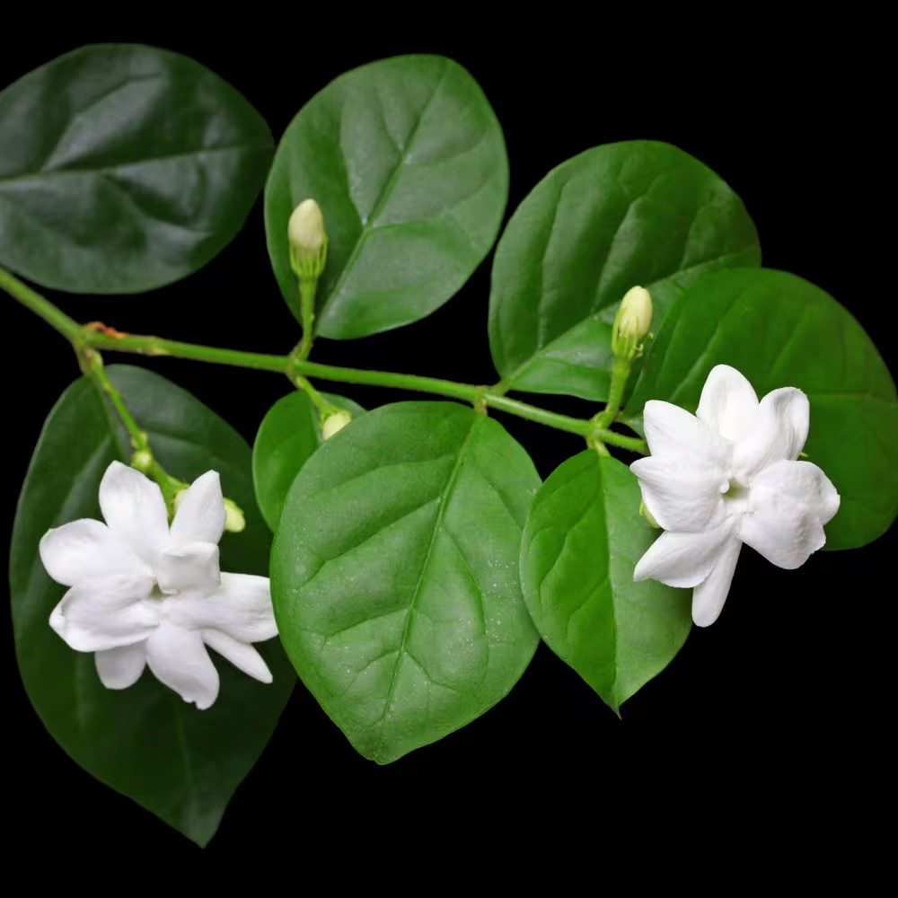 1 gal. Jasmine Sambac Arabian Plant NEW