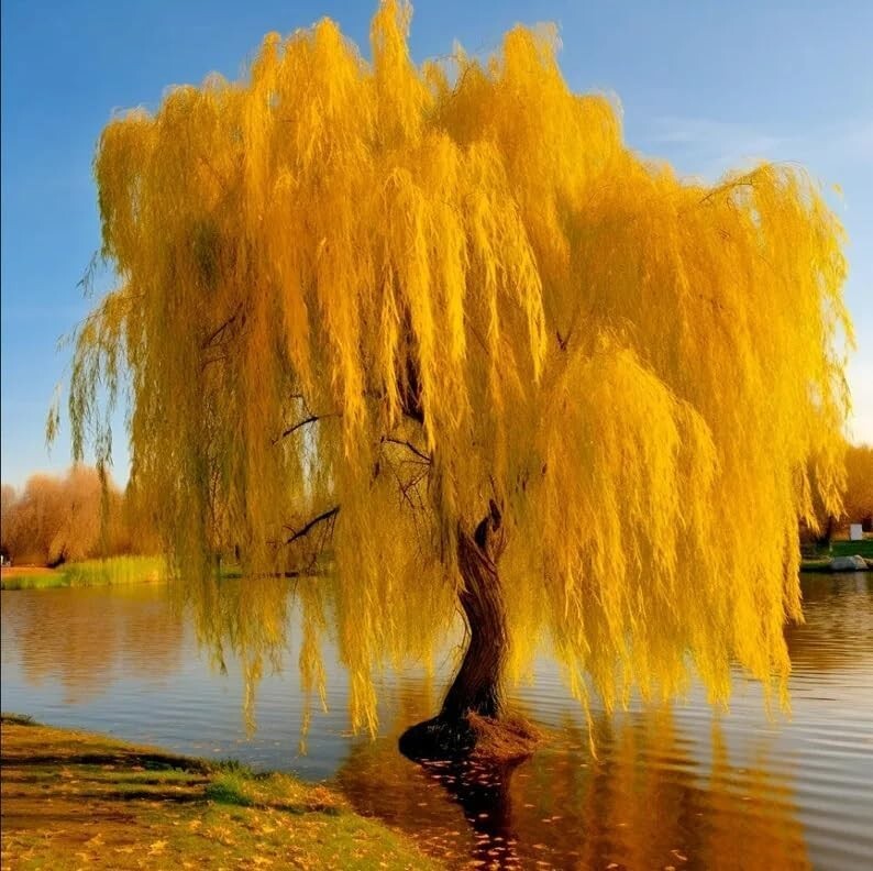 5 Gold Weeping Willow Tree Cuttings to Grow – Excellent for Bonsai or Garden