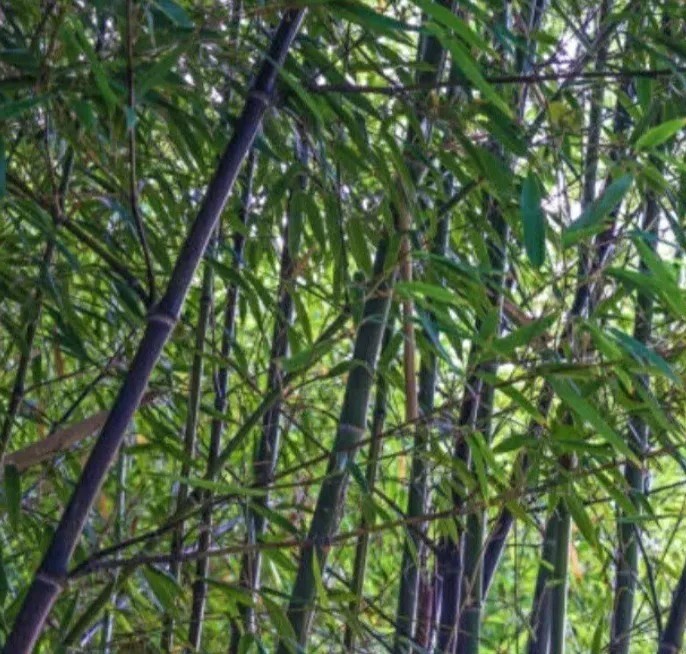 Black Bamboo True Phyllostachys Nigra Live Rhizome Bare Root Starter Plant