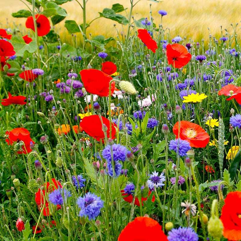 Wildflower Mix FALL MAXIMUM 42 Species Annuals Perennials USA Non-GMO 500 Seeds!