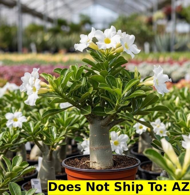 Adenium Obesum Desert Rose Live Plant White Flowers 2 Gallon Pot 20-24″ Tall