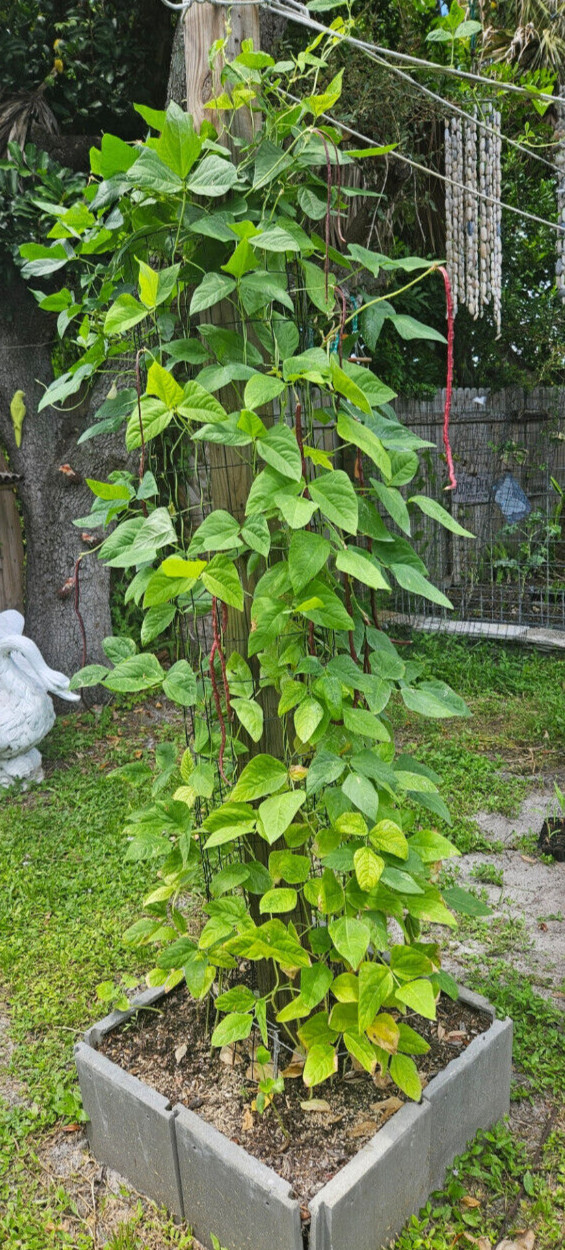Oriental Red Noodle Bean / Red Yardlong Seeds (25) / ORGANIC / FLORIDA GROWN
