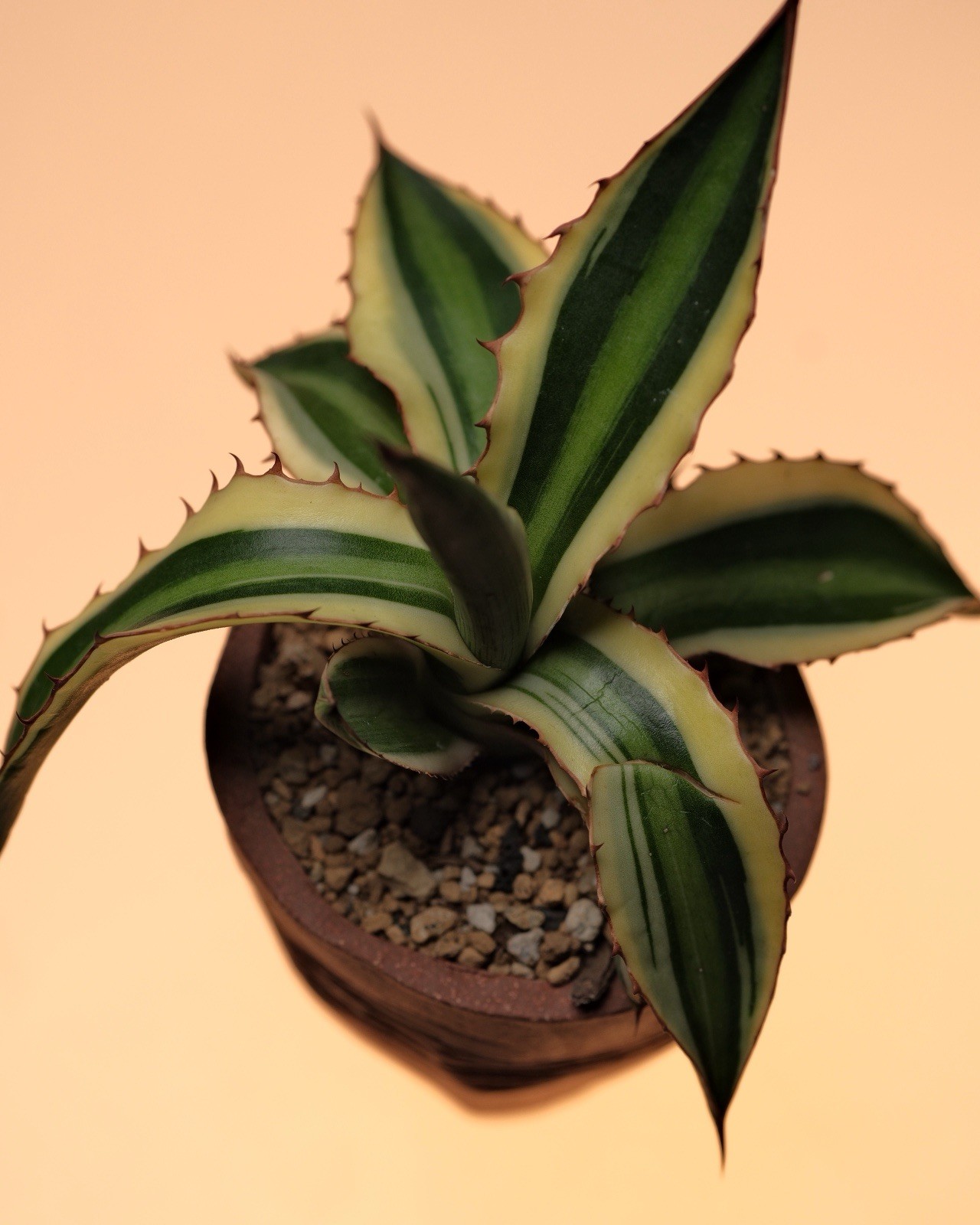 Agave in a Stoneware Pinch Pot By Nigel Callisto