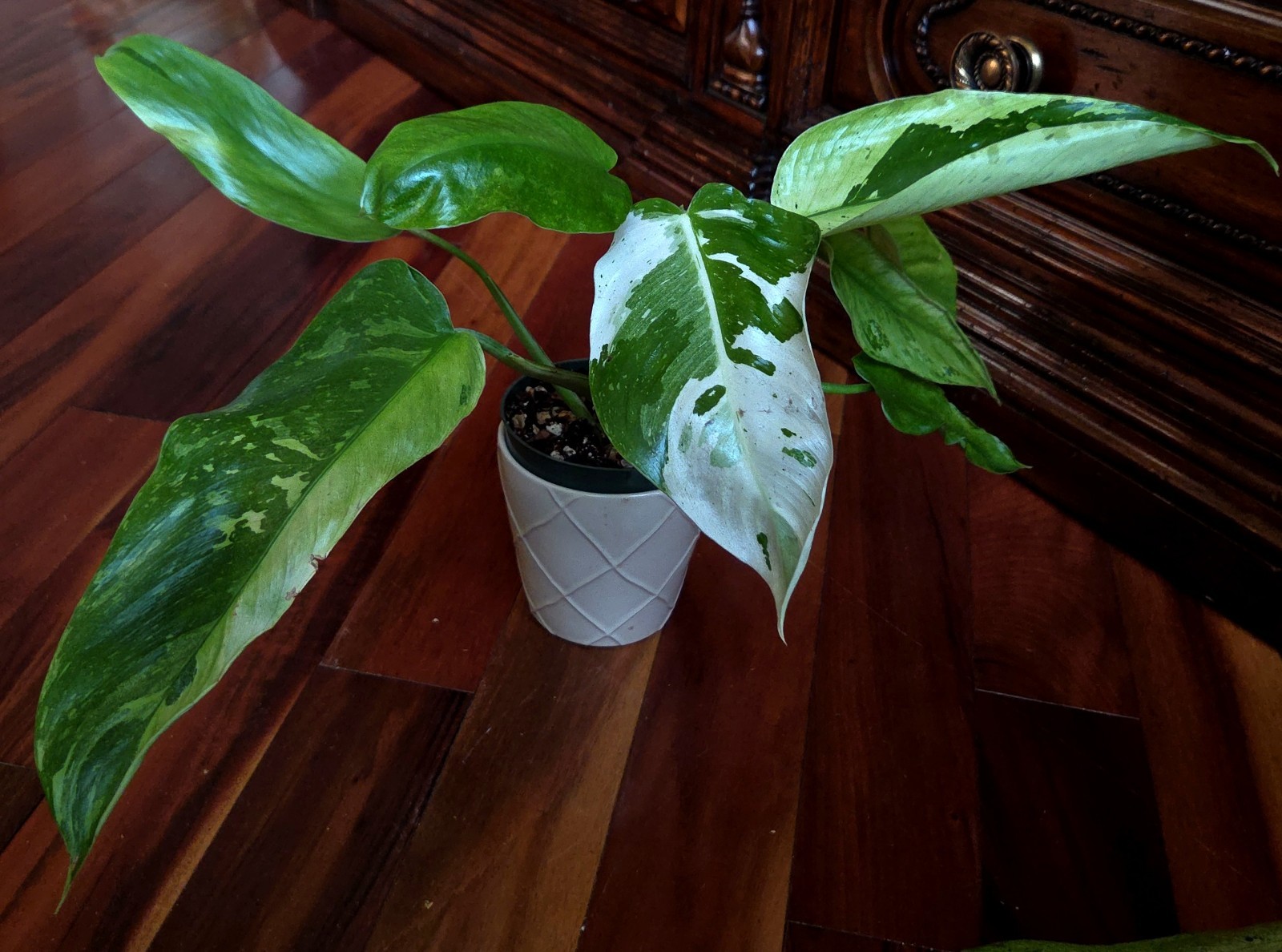 Rare Philodendron Mutant Jose Buono 27″ Wide Not Monstera Anthurium Syngonium