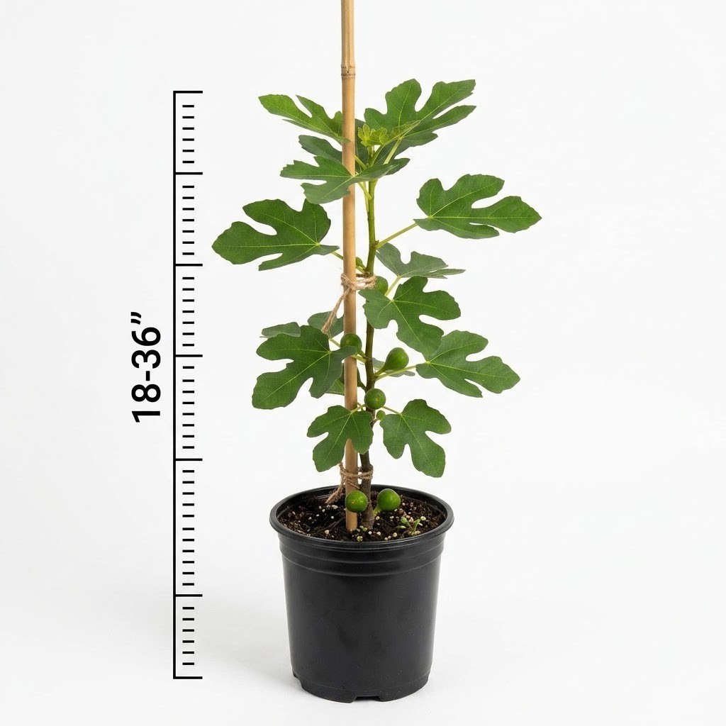 Live Brown Turkey Fig Tree Plant Sweet Edible Fruit Self-Fertile Potted 18-36in