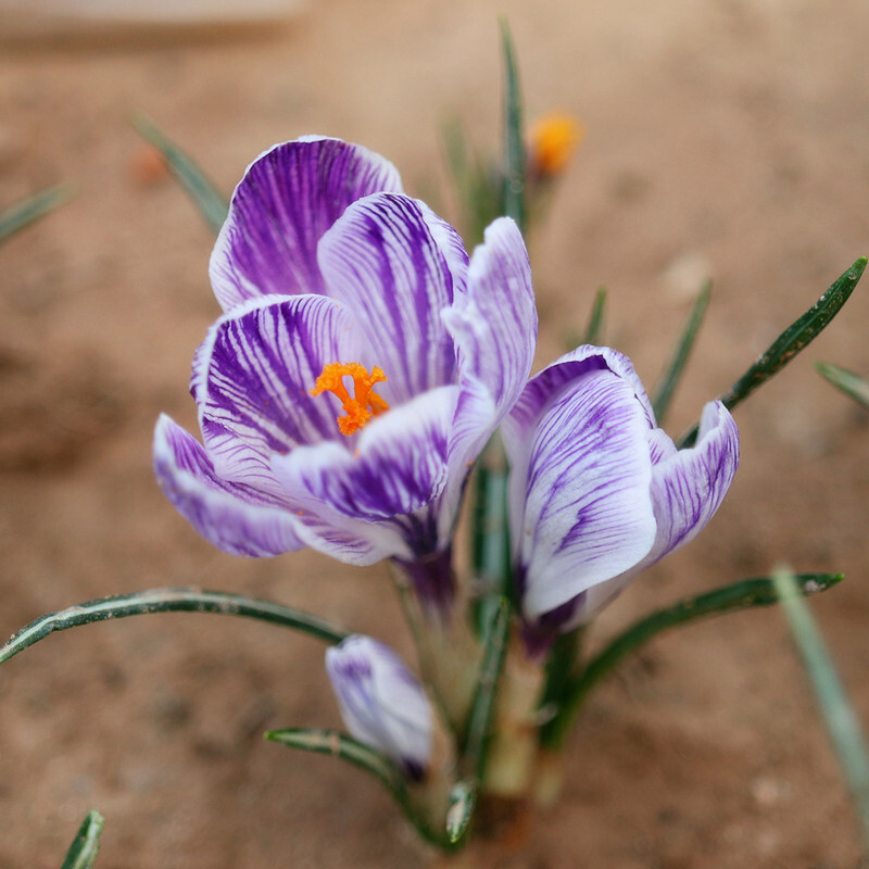 20 EXOTIC RARE CROCUS SEEDS for garden flower beds plant bush USA SELLER USPS