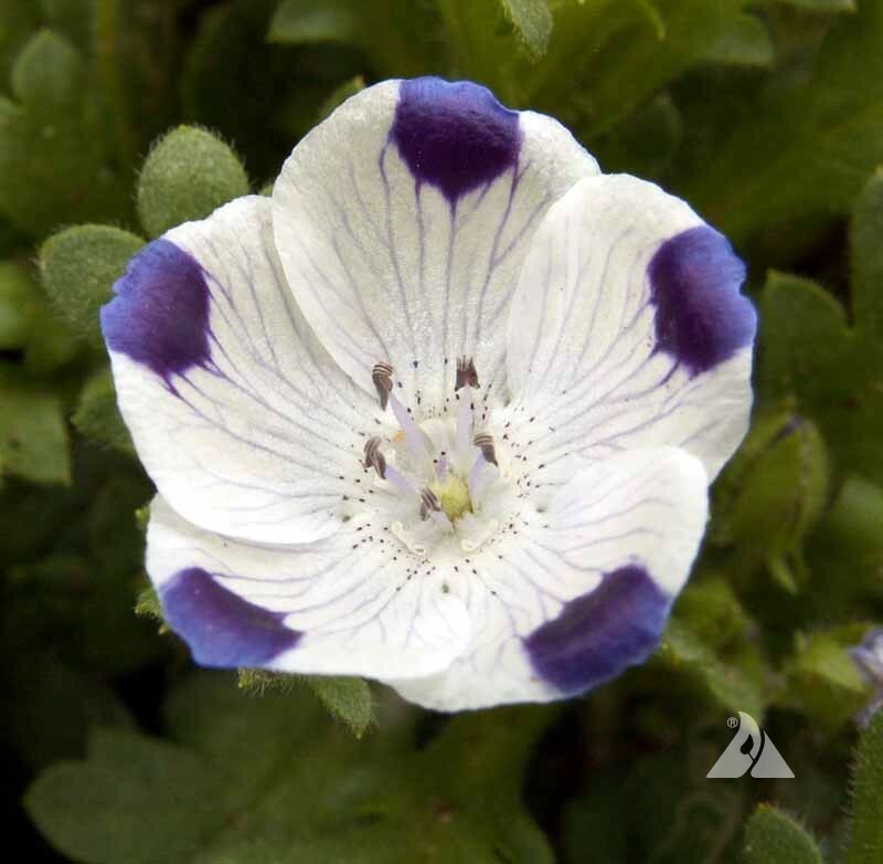 Five-Spot / Buffalo Eyes Nemophila Native Sun or Shade Spring Non-GMO 200 Seeds!