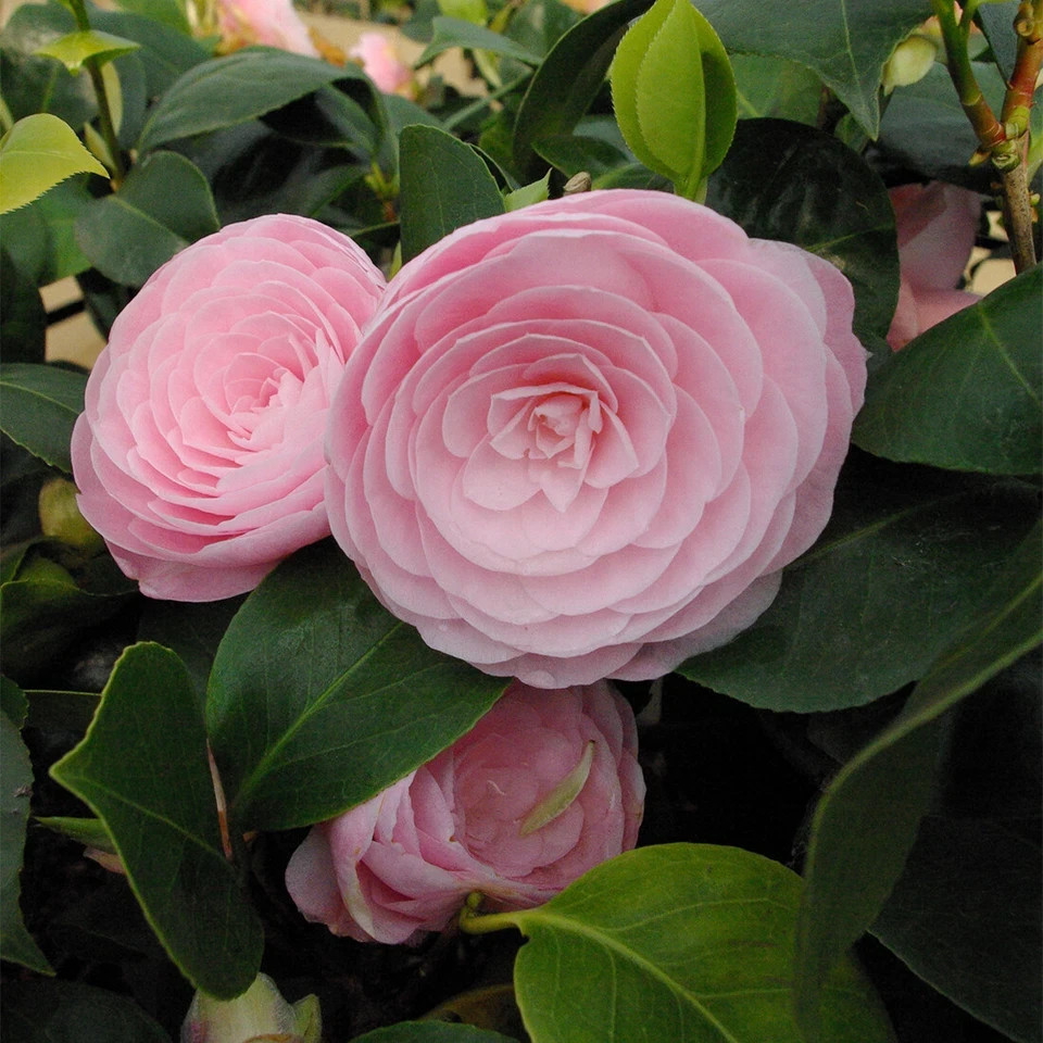 **PEARL MAXWELL**Camellia Japonica–Live STARTER Plant–VERY UNIQUE PINK BLOOMS!