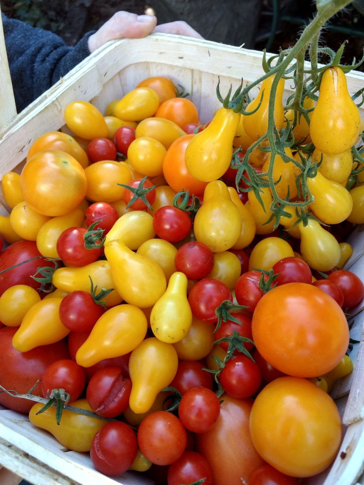 Heirloom Tomato Seed Variety Pack ( 30 seeds) Unique & Flavorful Tomatoes 🍅