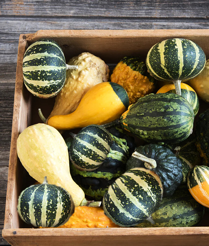 Flat Striped Ornamental Gourd Seeds – For 2025 Planting Miniature Autumn