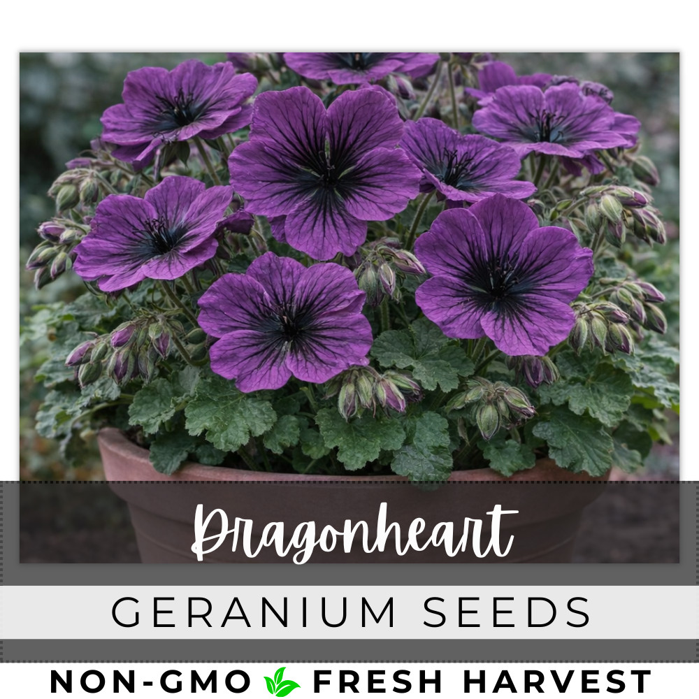 100+ Geranium Seeds -Dragonheart – Fragrant – Fresh Flower Seeds Non GMO