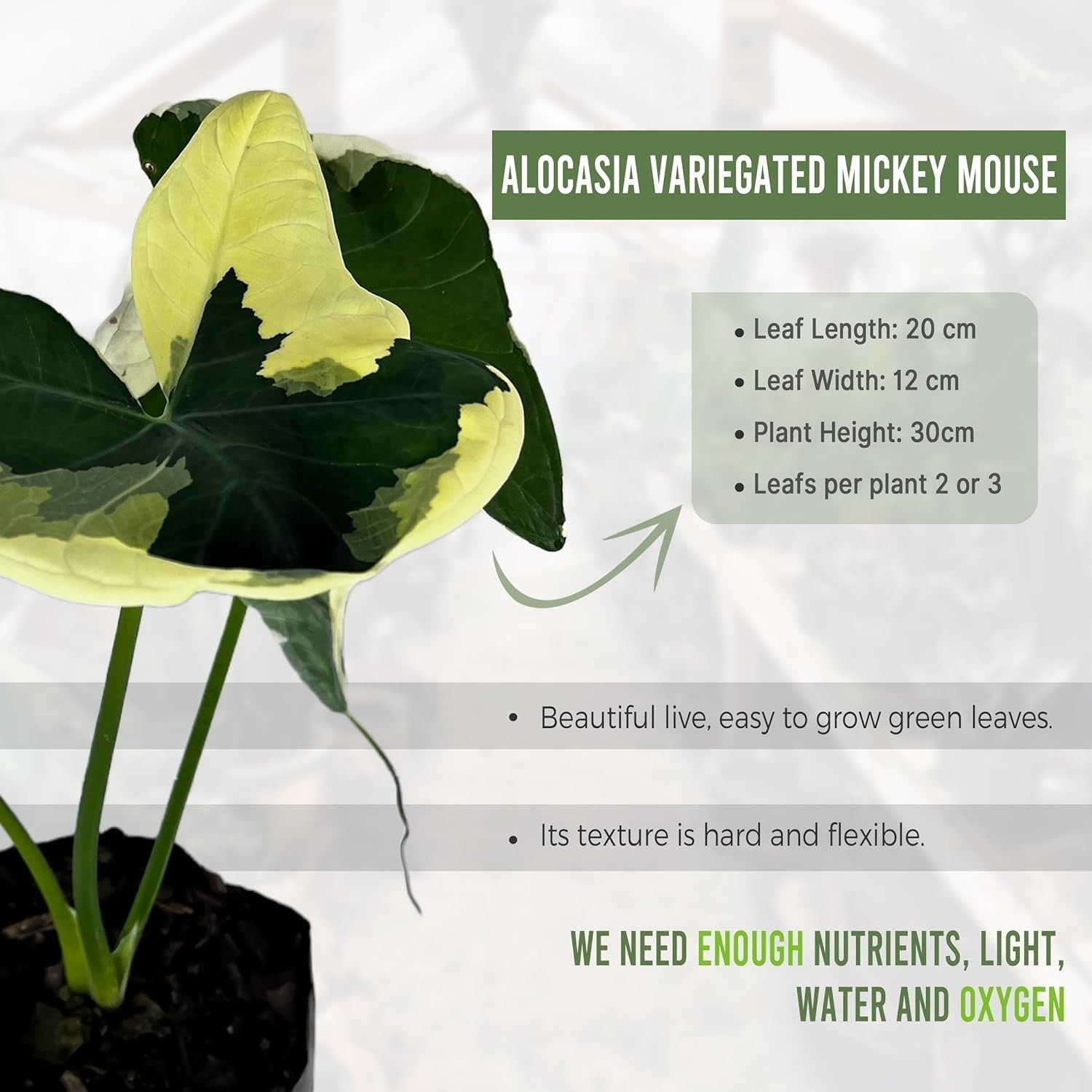Alocasia, Monstera, Anthurium & Philodendron | Multi pack LEAL PLANT ECUADOR