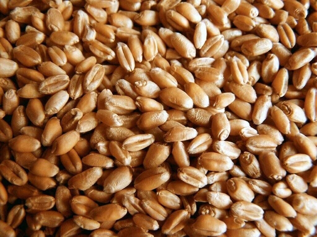 Organic Wheatgrass Seed Certified Organic Hard Red Wheat 5lb FD105