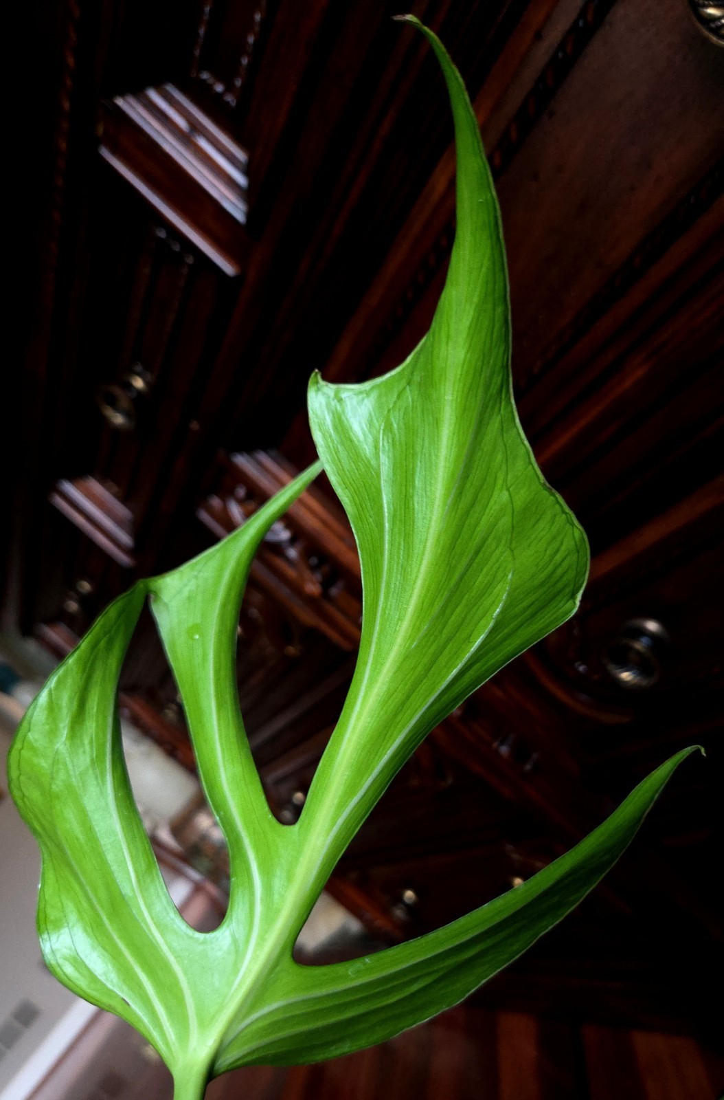 Rare XL Monstera Burle Marx Flame 25″ Tall Aroid Not Philodendron Anthurium