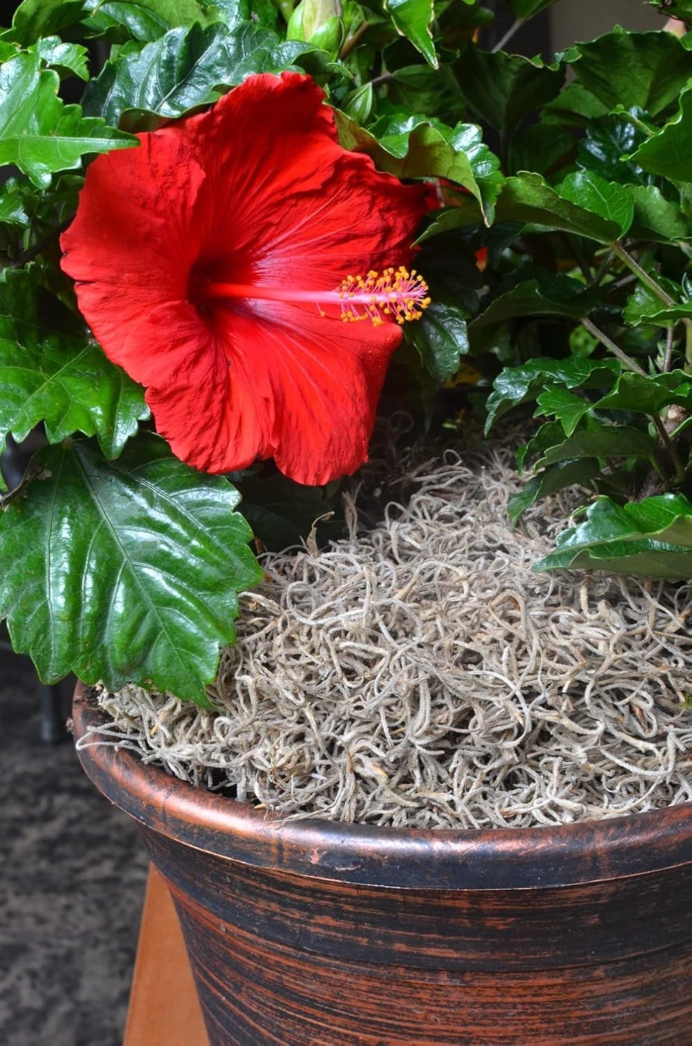 Versatile 250 Cubic Inches Spanish Moss – Ideal for Plants and Creative Crafts