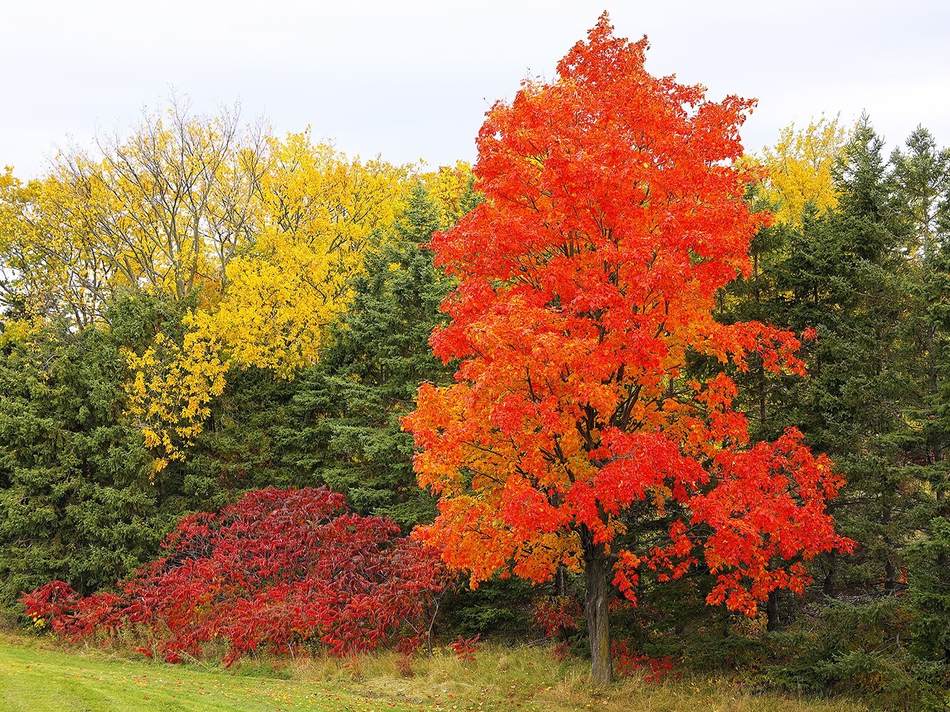 Northern Sugar Maple Tree | Premium Seeds | Acer saccharum ‘Fall’ | Plants’®