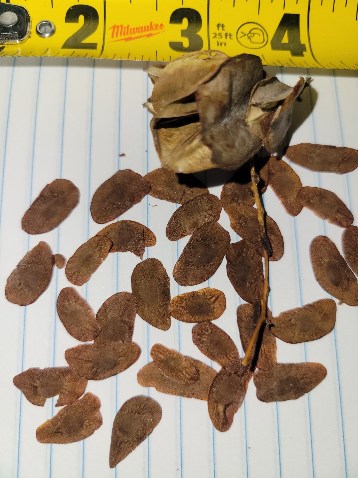 Hard to FIND -25 Dioscorea mexicana fresh seed. june 2026 tortoise shell vine