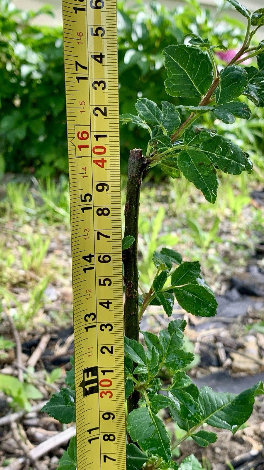 Chinese Pepper tree “Zanthoxylum” 2-3 Years Old With Roots New Leaves 15”-20”H