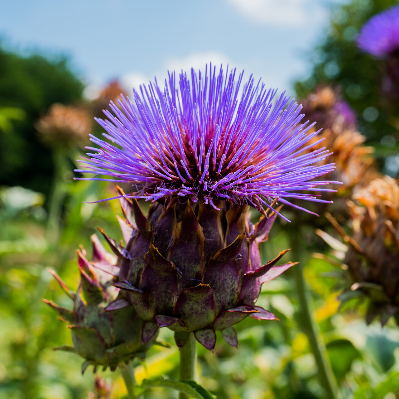 Cardoon Seeds, Artichoke Thistle, NON-GMO, Variety Size Packets, FREE SHIPPING