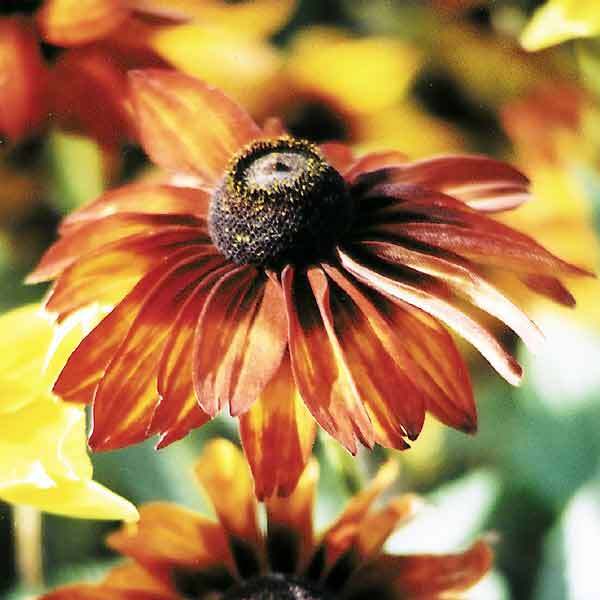 190 Seeds Gloriosa Daisy Fancy Black-Eyed Susan Perennial Heirloom Non-GMO