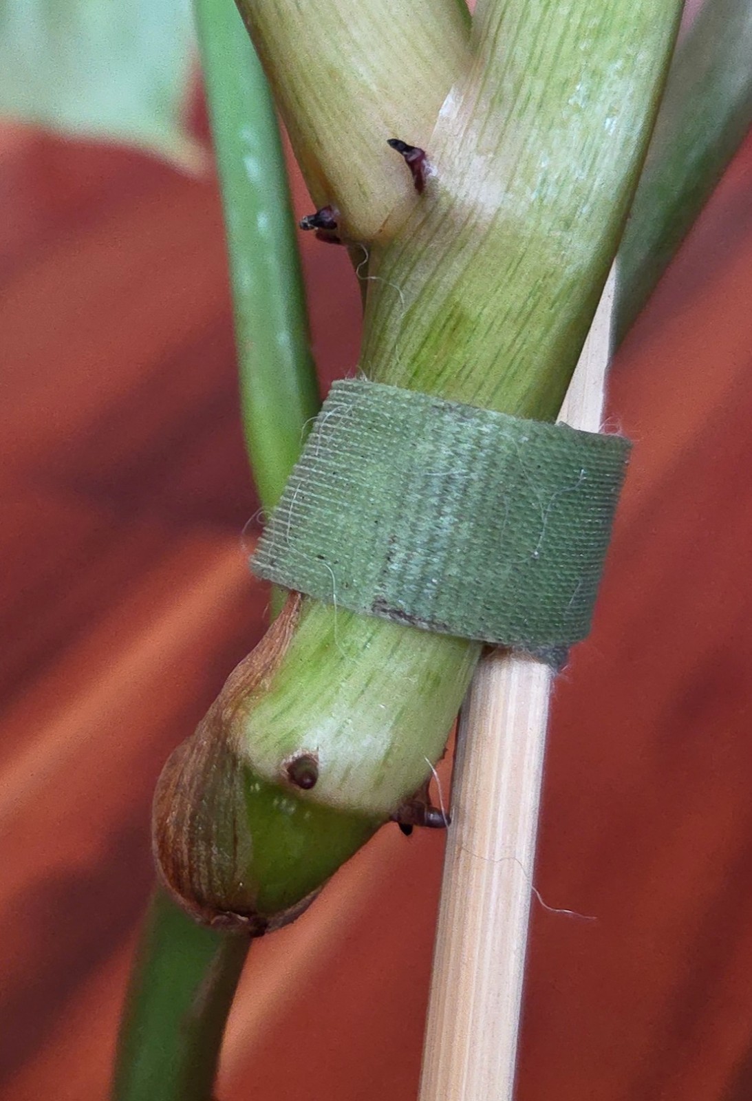 Rare Philodendron Sodiroi Aff X Verrucosum 21″ Tall Not Monstera Anthurium Aroid
