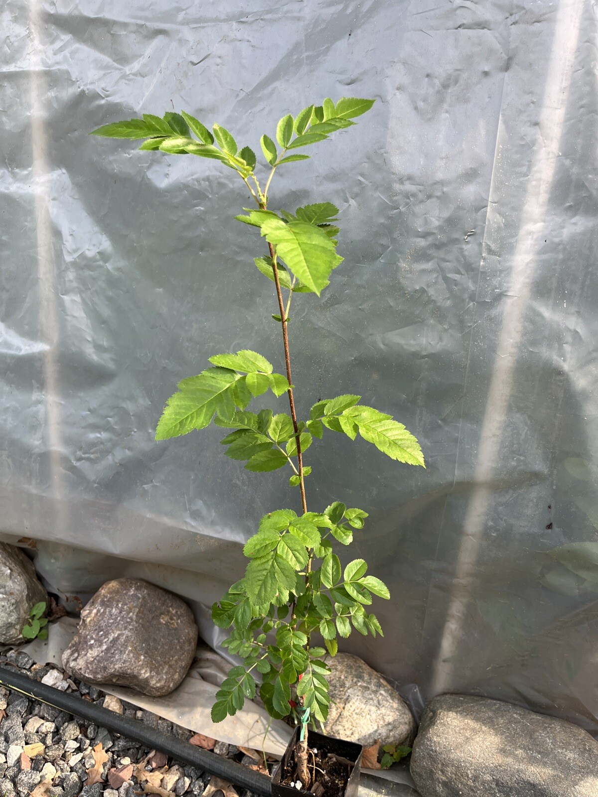 3-4 Ft Tall Ivan’s Belle (Granatnaya) Grafted Mountain Ash Hybrid
