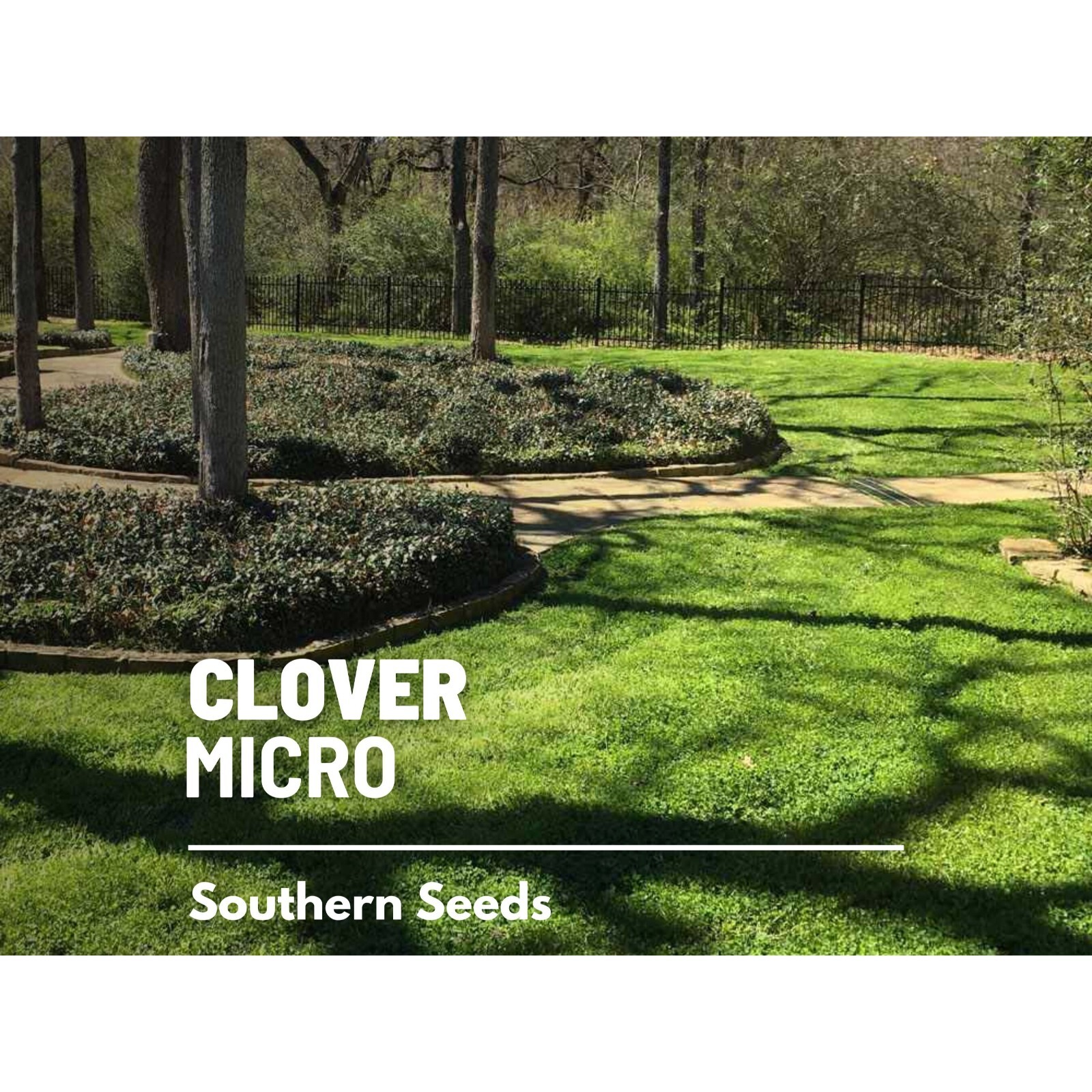 Clover, Micro (Mini) – 10,000 Seeds – Lawn Alternative, Grass Supplement