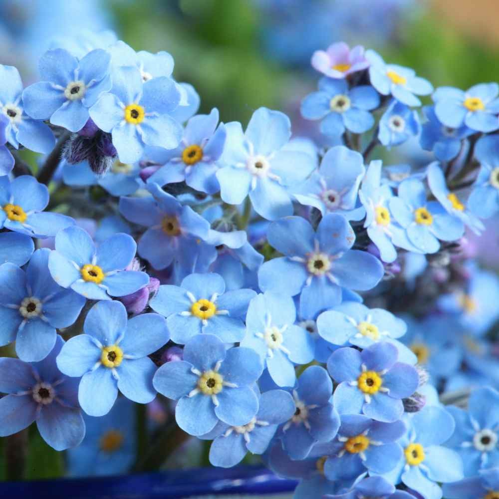 1 LB Sky Blue Forget Me Not Seed For Planting – Myosotis Sylvatica Ground