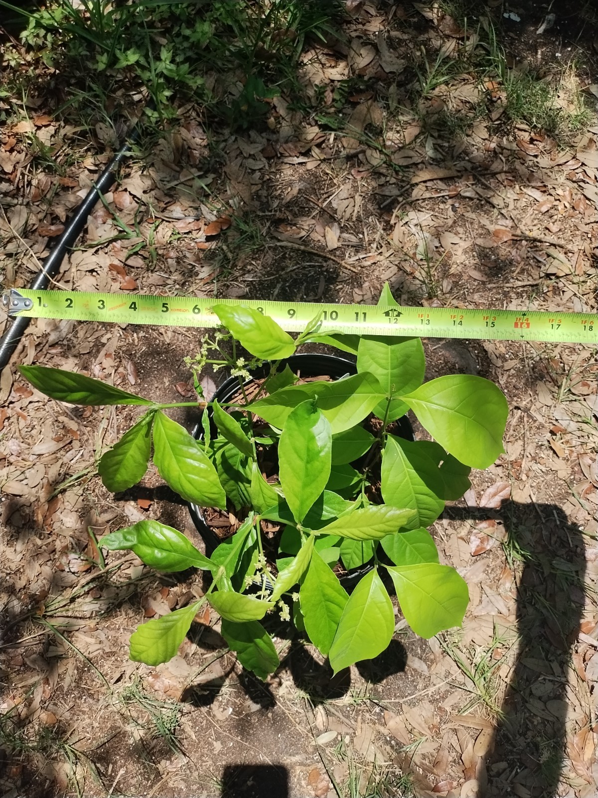 2 Plant Combo South American Psychotria V. And B. Caapi Plant In Same Pot # 1