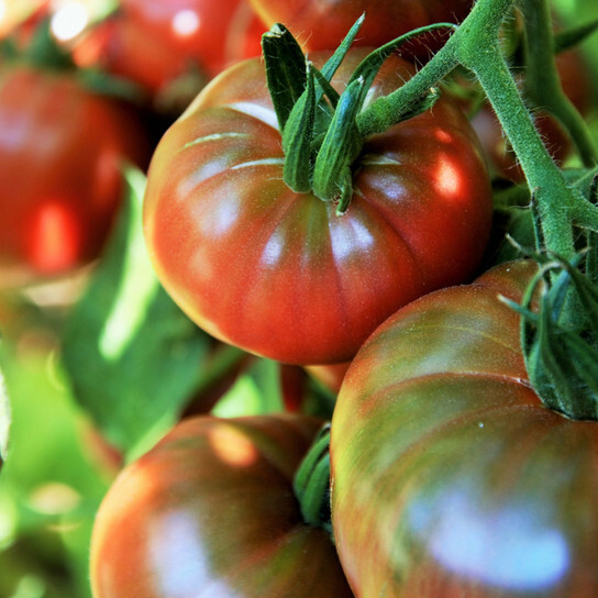 Chef’s Choice Purple Hybrid Tomato Seeds – 25 Seeds