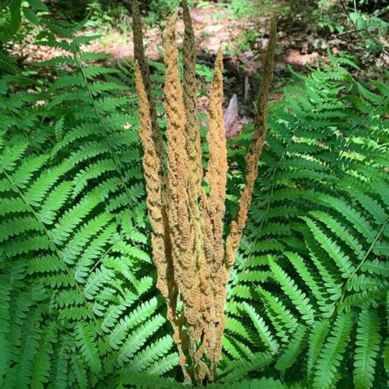 Cinnamon Fern Bare Roots, 30 Fern Roots, 4 to 7 Inc in Height