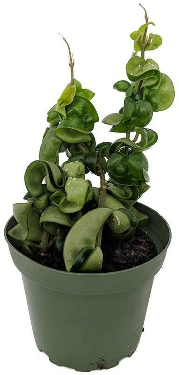 Hoya Rope Indian Hindu Exotic Wax Rather Easy To Grow Indoor Live Plant 4″ Pot