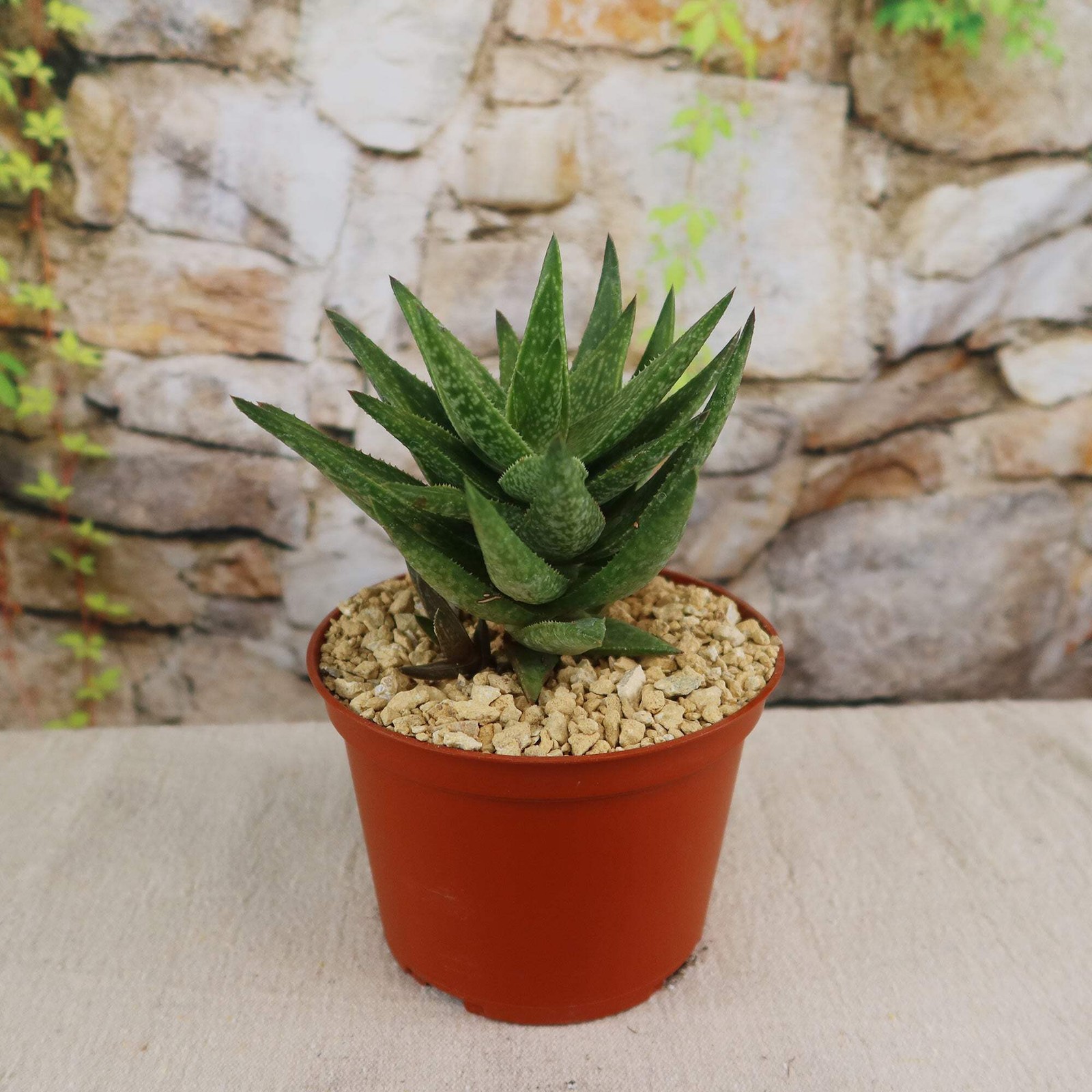 Gasteraloe ” Green Gold ” cactus Cacti Succulent real live plant