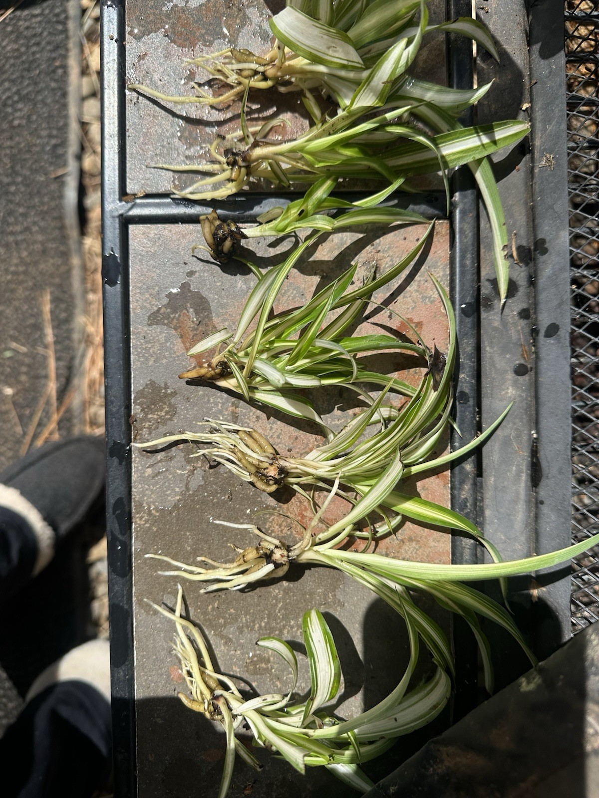 🪴CHLOROPHYTUM COMOSUM VARIEGATED SPIDER PLANT BARE ROOT/PUP🪴