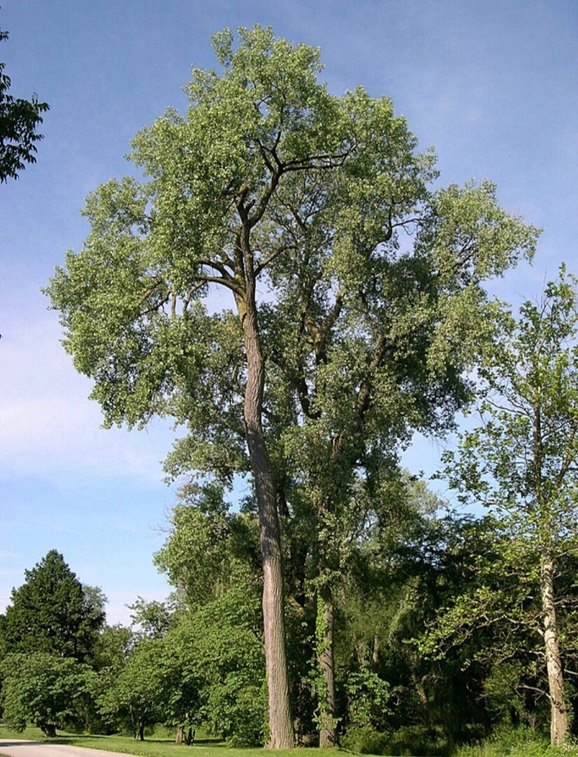Cottonwood Tree 2-3 ft tall, 3 year old plant, Populus Fremontii, Strong Plant