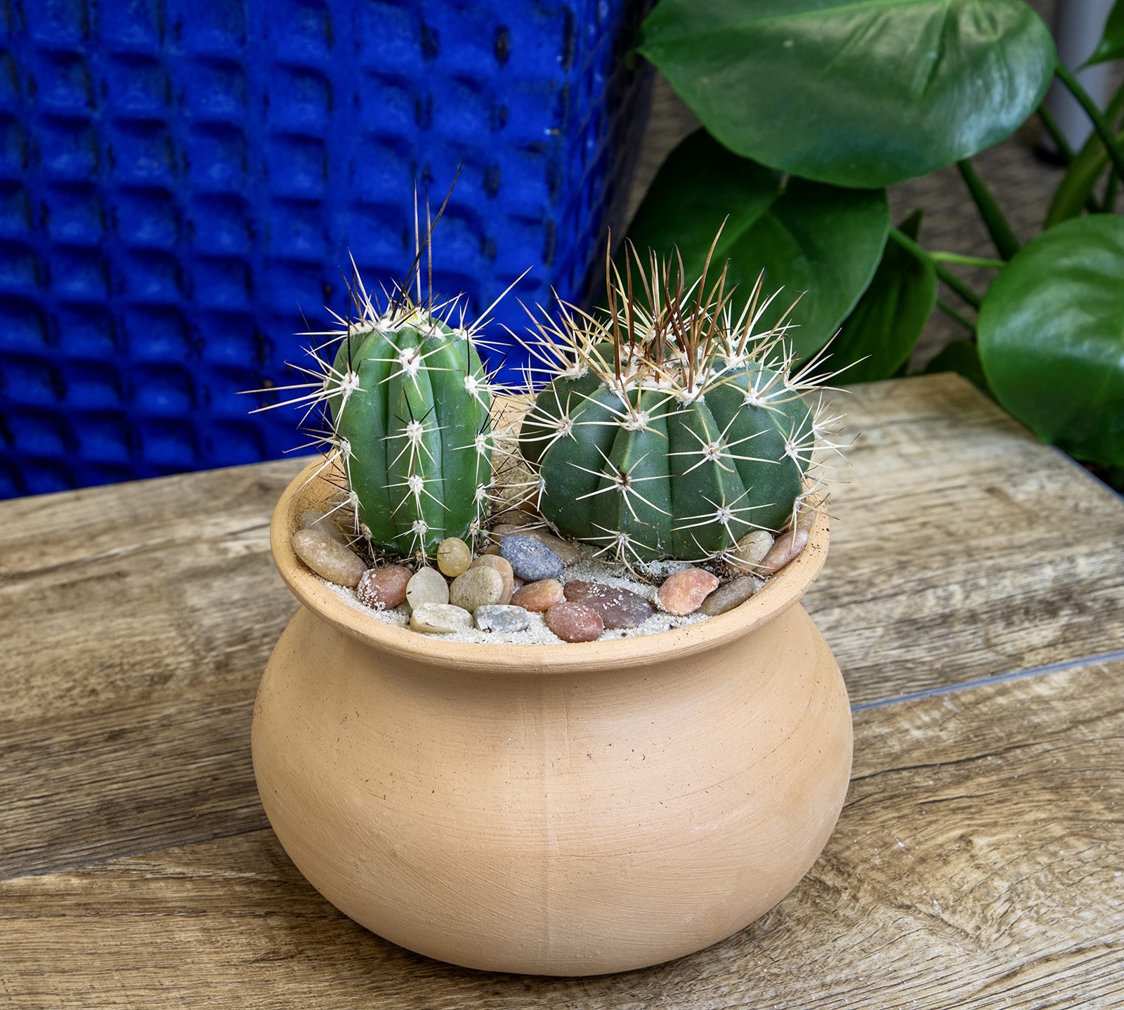 Assorted Live Cactus Plants 4PK for Home Decor and Succulent Gardening