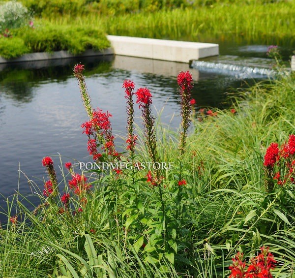 Cardinal Flower Hardy Aquatic Marginal Pond/Bog Plant