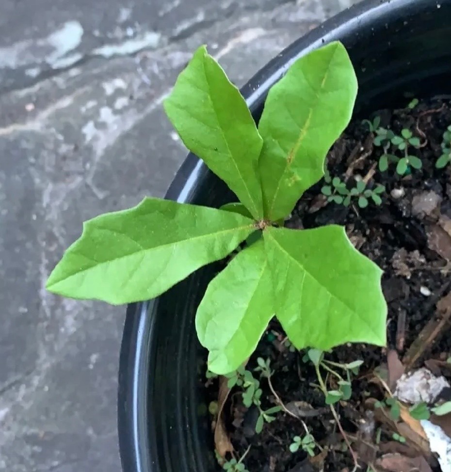 Alabama Water Oak rooted tree seedlings, 2 about 6”-9” tall
