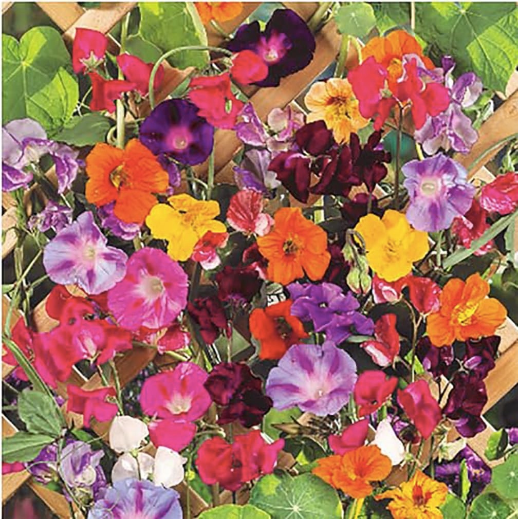 Colorful Climbing Vine Seeds Mix | Morning Blooming, Nasturtium, Black Eyed Susa