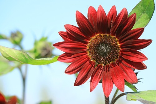 Sunflower Seeds for Planting- Vibrant Red Velvet Queen, Heirloom, Non GMO