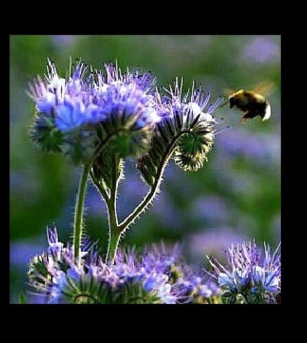 PURPLE TANSY 200 – 2000 Seeds Fiddleneck Lacy Phacelia Flower Nectar Rich Bulk