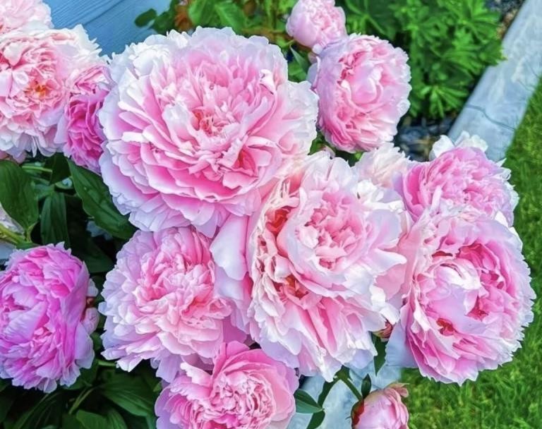 10 Deep PINK Large peony seeds, emitting a pleasant fragrance. Free shipping