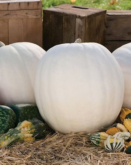 10 Polar Bear Pumpkin Seeds — LARGE — PURE WHITE — LONG LASTING ——- FRESH