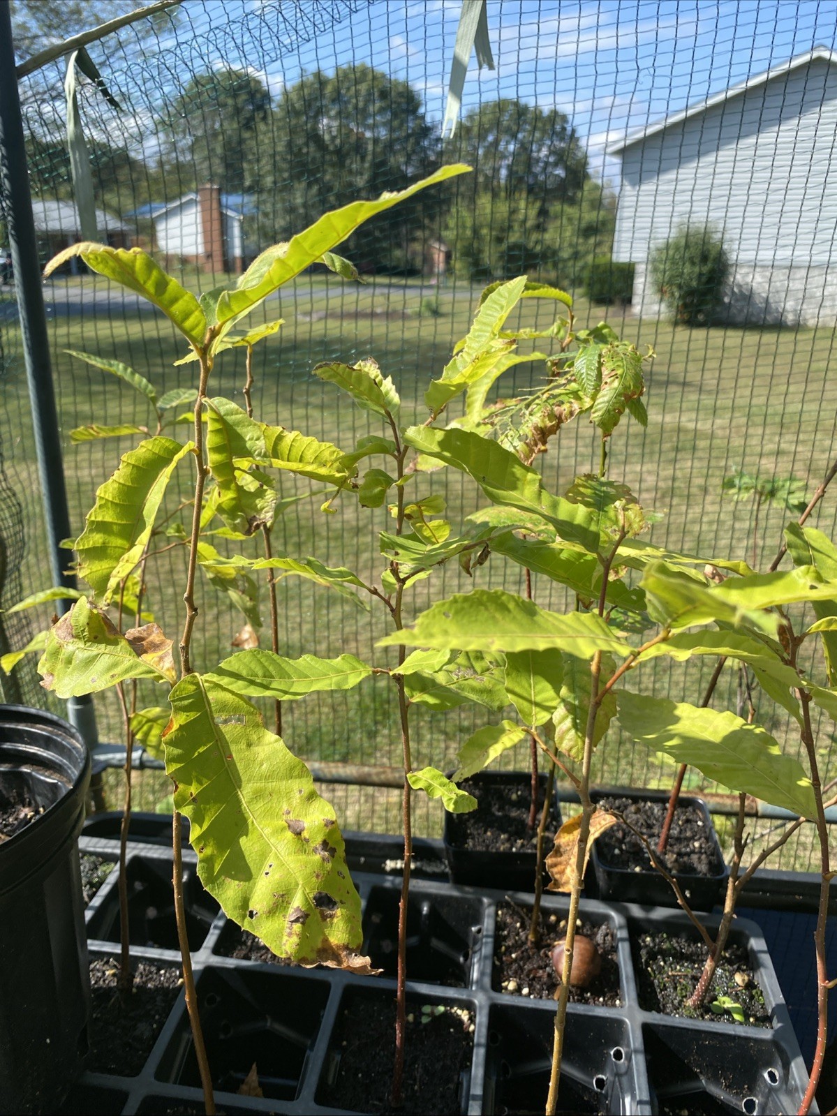 Dustan Chestnut Tree 6-12” Tall, Fast Growing, Excellent Wildlife Attractant