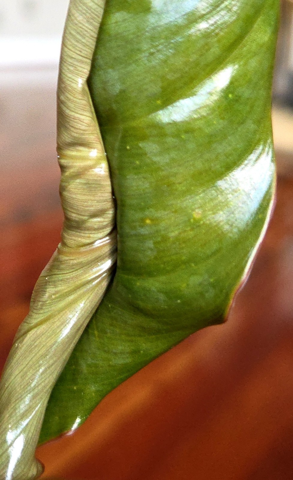 Rare Philodendron Sodiroi Aff X Verrucosum 21″ Tall Not Monstera Anthurium Aroid