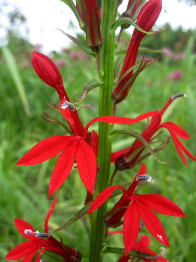 Red Cardinal Flower – 5 Roots Fresh – No Shipping to AK, HI, or PR