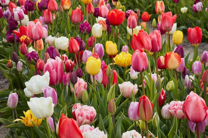 Five Bulbs 12+ cm Tulip All Season Barn Mix Tulipa