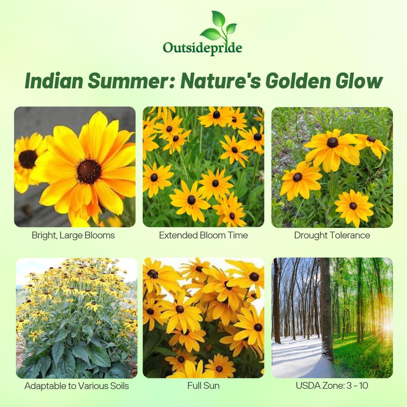 400 Seeds Rudbeckia Hirta Gloriosa Daisy Indian Summer – AAS Winner Flower