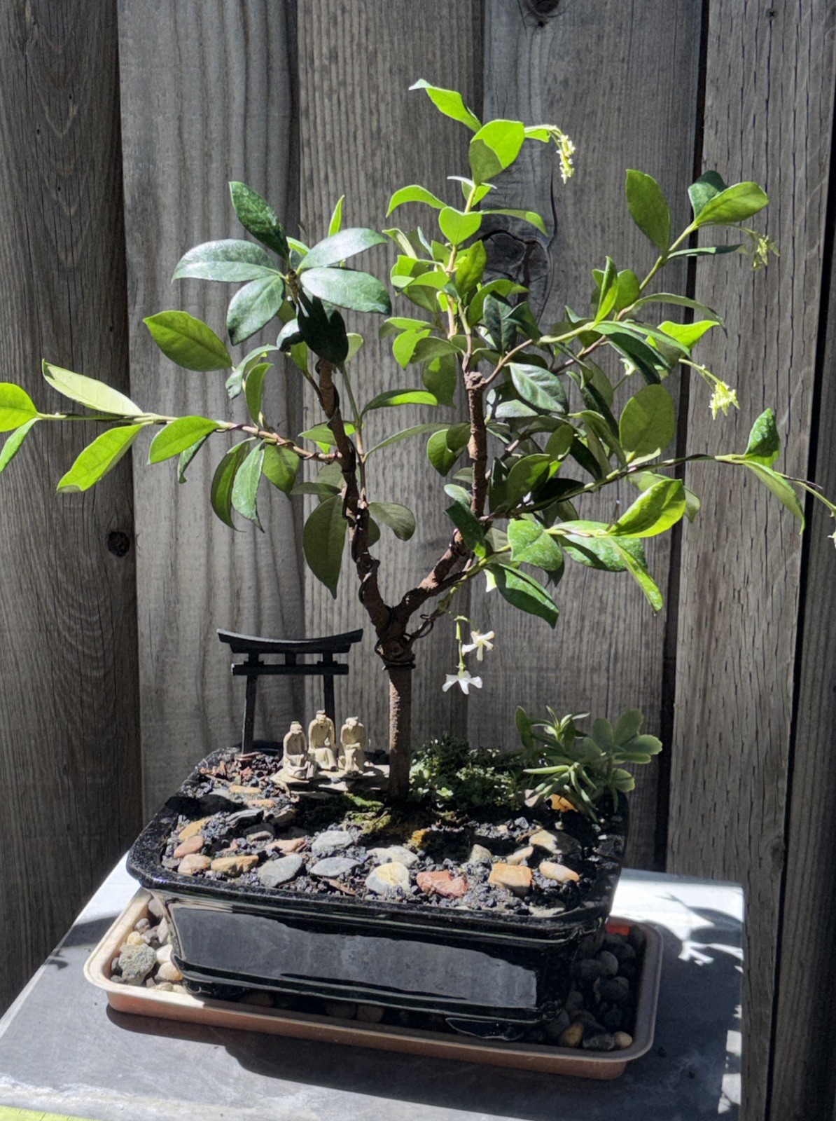 ***FLOWERING*** STAR JASMINE BONSAI TREE IN 10” CERAMIC POT