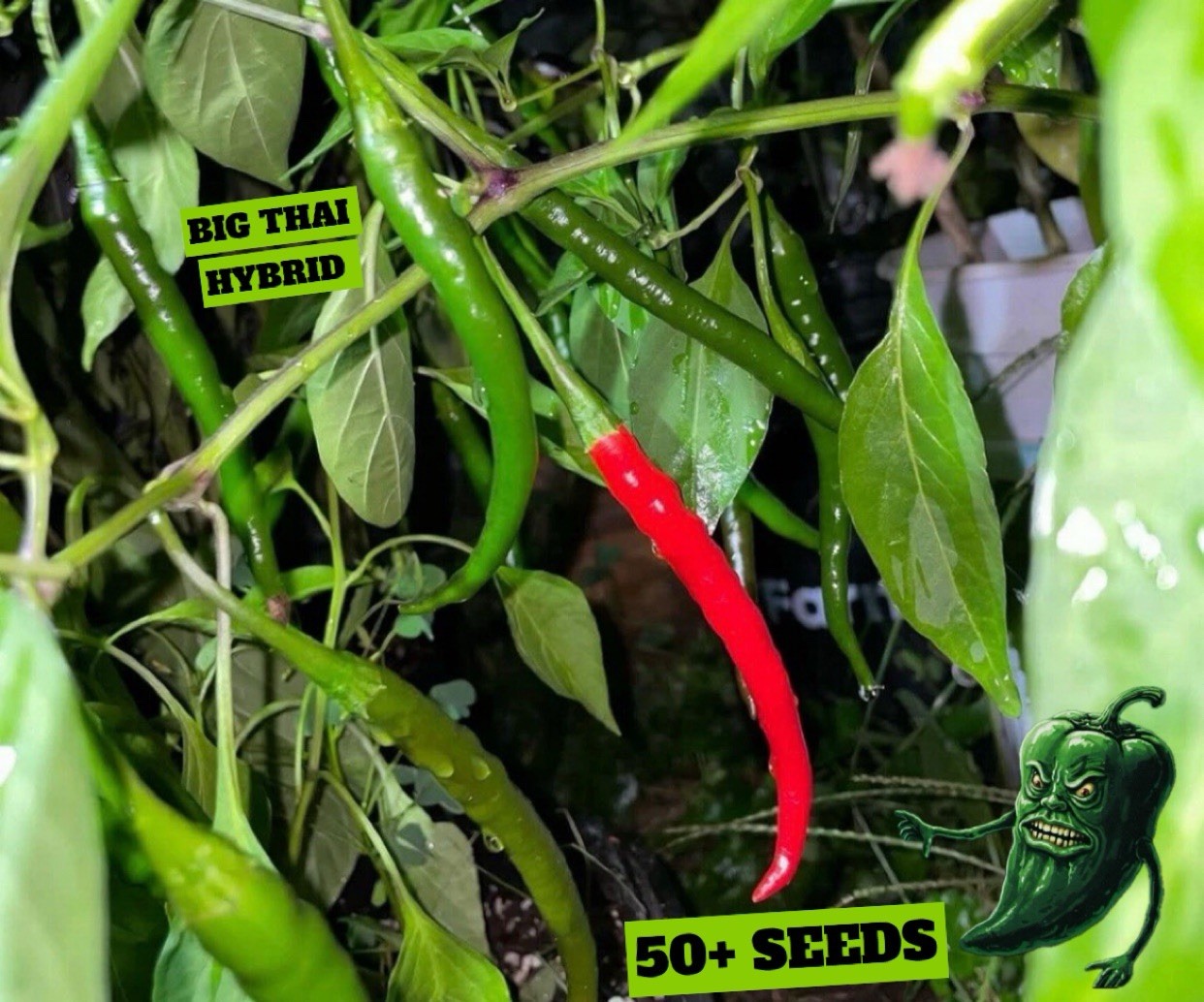 [BIG THAI HYBRID] PEPPER SEEDS PACK OF 50+ FREE SHIPPING!